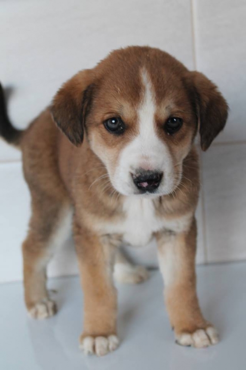 მეტისი უსახელო