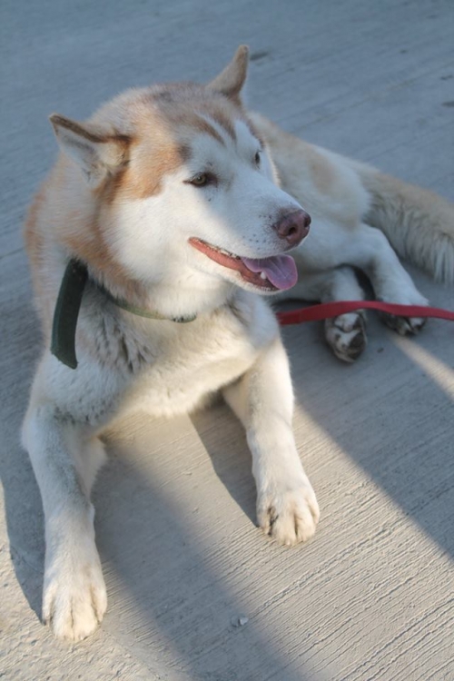 ლაიკა უსახელო