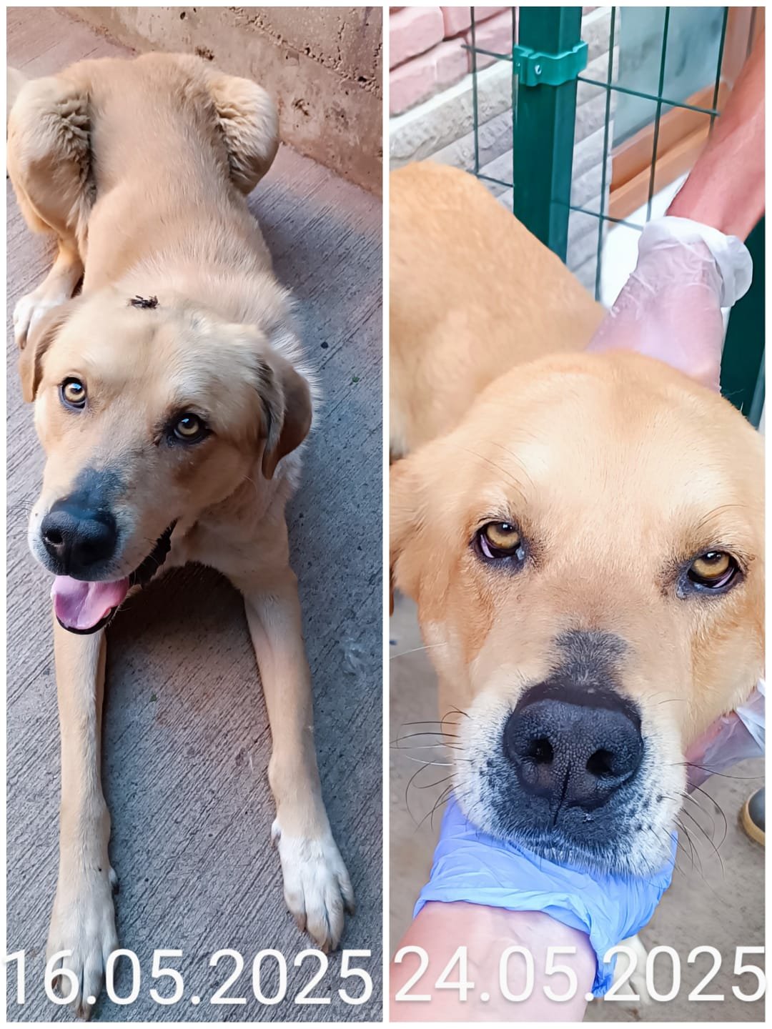 მეტისი. ლოტკინი