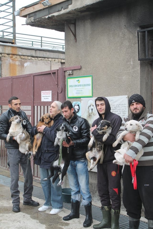 მეტისის ლეკვები უსახელო