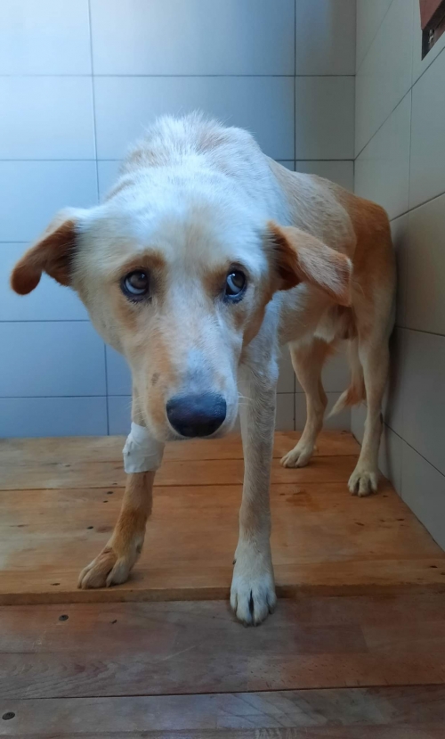 მეტისი საგურამო