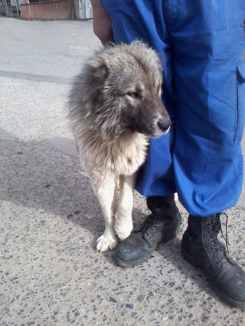 ქართული ქოფაკი ლომა