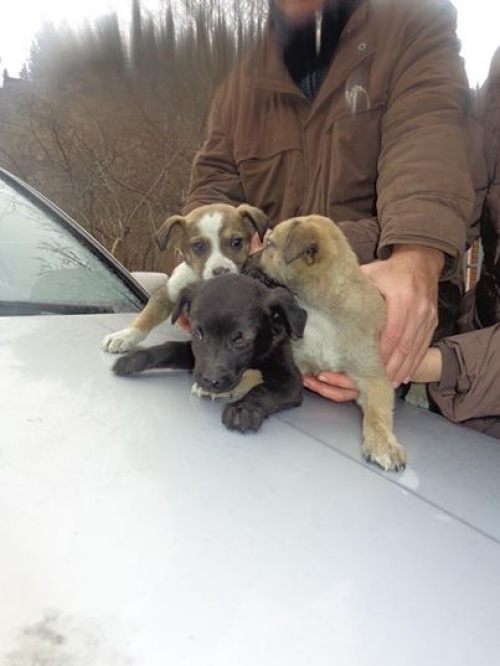 მეტისის ლეკვები უსახელოები