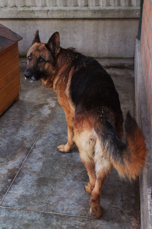 გერმანული ნაგაზი რექსი