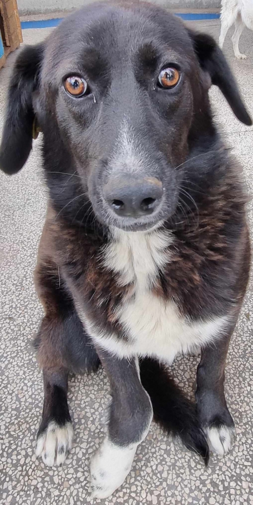 მეტისი კასპი