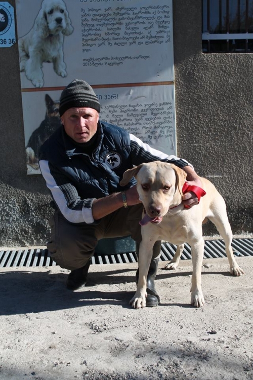 ლაბრადორი უსახელო