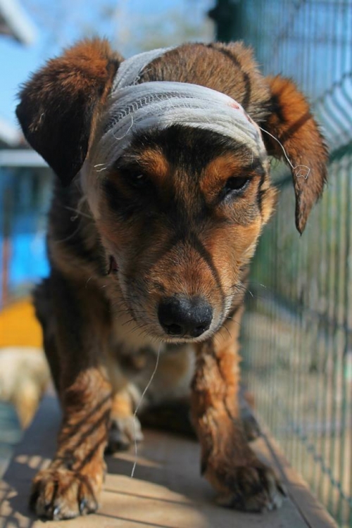 მეტისი უსახელო