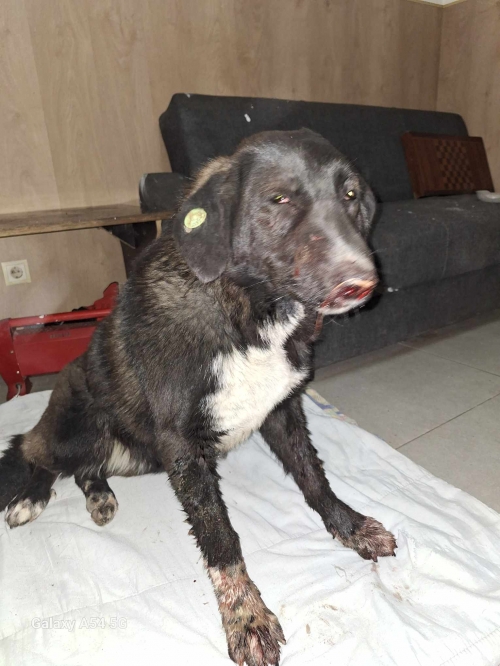 მეტისი დიდი დიღომი იასე შაქარაშვიკის ქუჩა