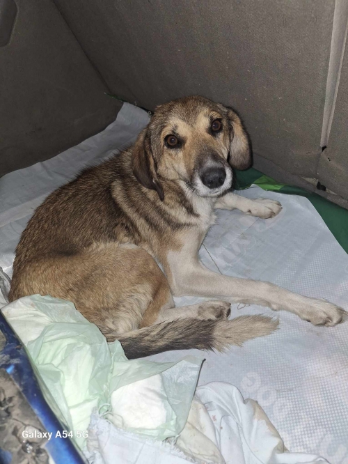 მეტისი დუშეთი