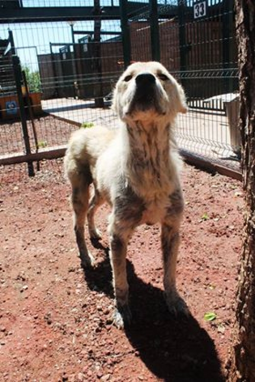 ქართული ქოფაკი უსახელო