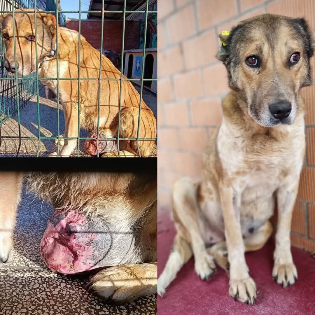 ქართული ნაგაზი. ყაზბეგი