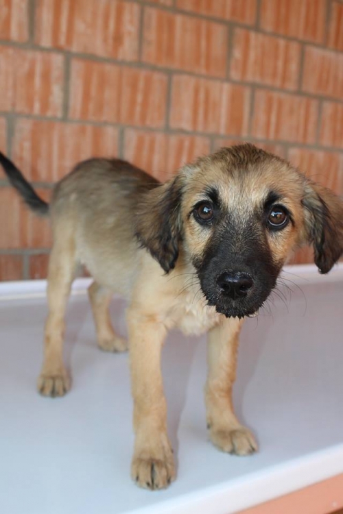 ქართული ქოფაკი უსახელო