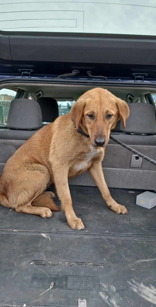 მეტისი ფონიჭალა