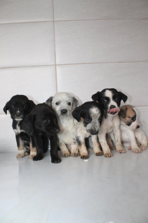 მეტისის ლეკვები უსახელო