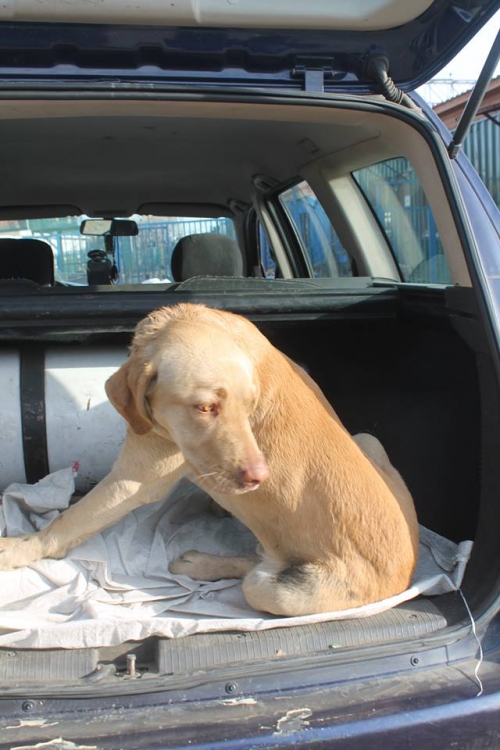 ლაბრადორი უსახელო