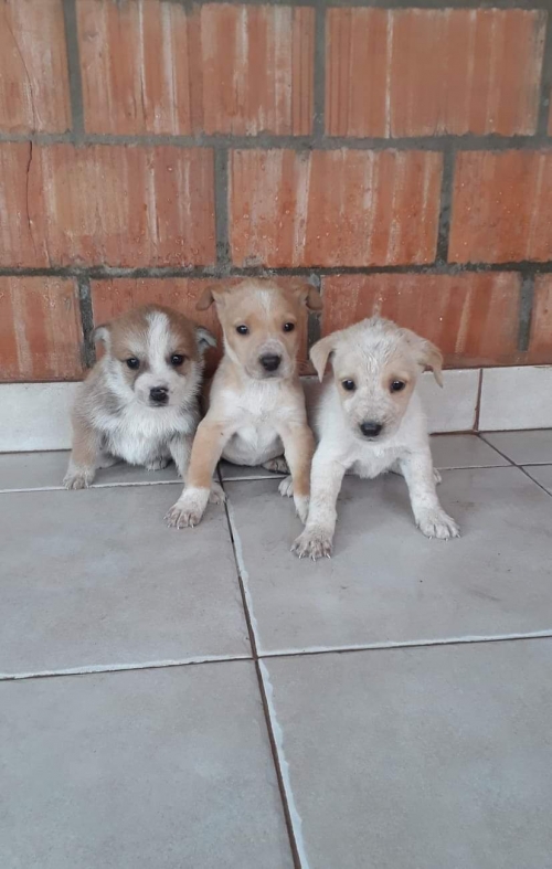 მეტისი უსახელო