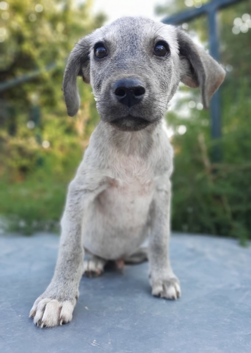 მეტისი ჩააბარეს გაჩუქების მიზნით