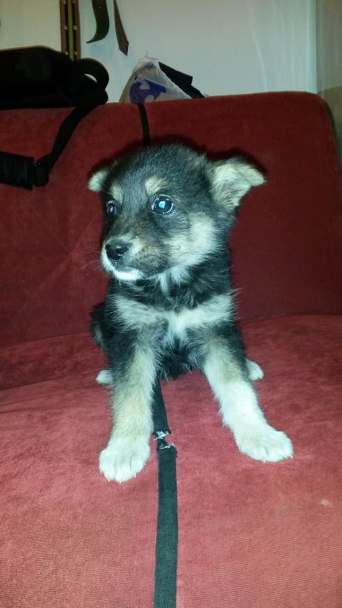 მეტისი უსახელო