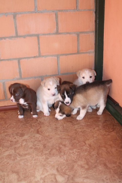 ლაიკის მეტისი უსახელო