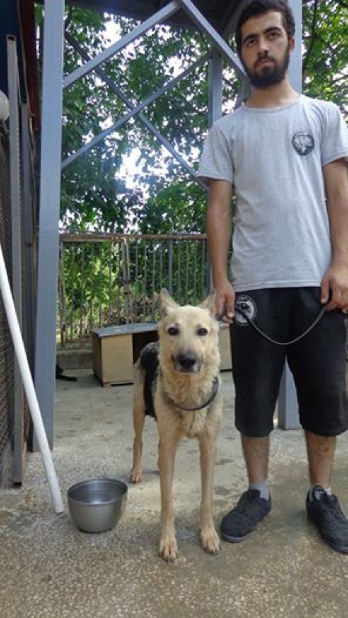 გერმანული ნაგაზი უსახელო