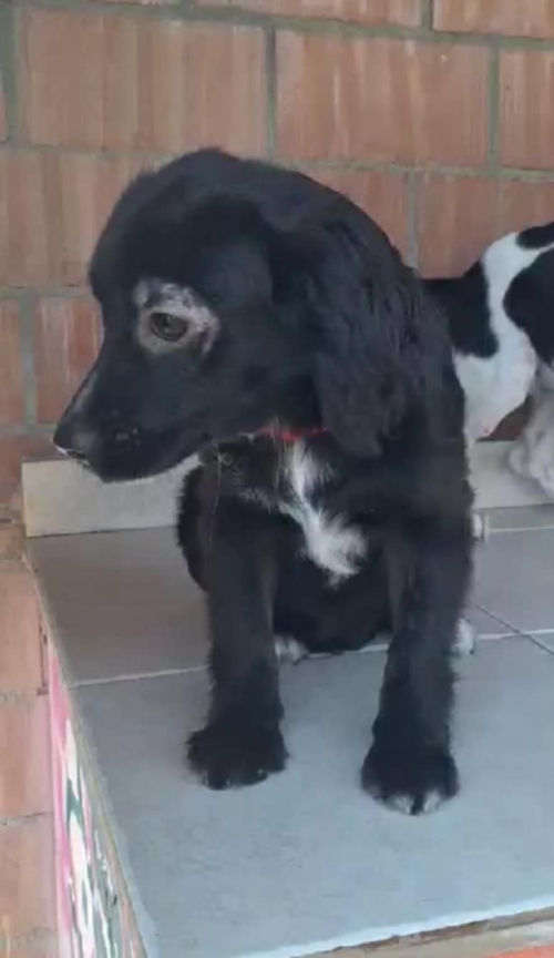 მეტისი ნაპოვნია კაეროზე სტადიონთან