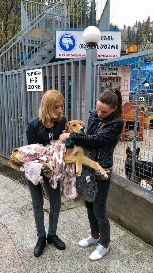 მეტისი ლესი