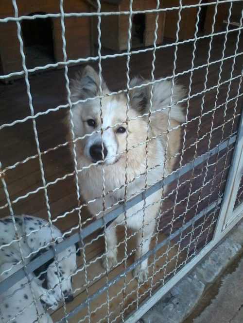 მეტისი ბუბუ