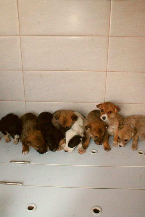 მეტისის ლეკვები უსახელო