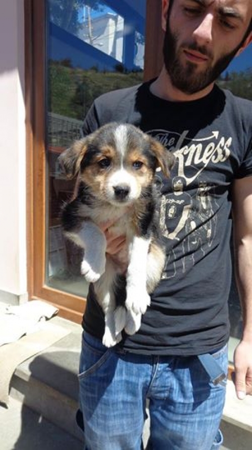 მეტისის ლეკვები უსახელო