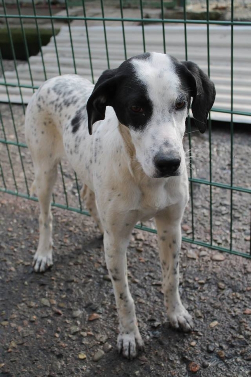 სეტერის მეტისი ბუბუ