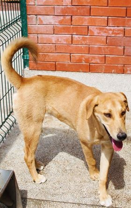 ლაბრადორის მეტისი ჯესი