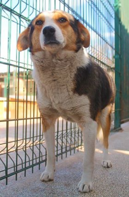 მეტისი უსახელო