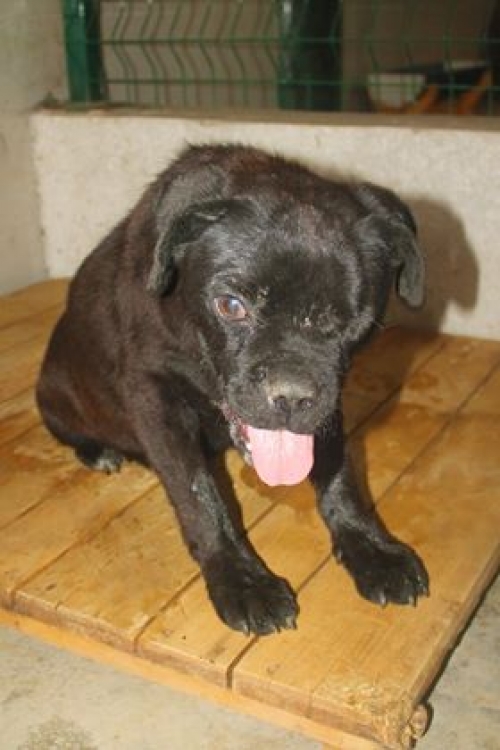 კანე კორსო უსახელო