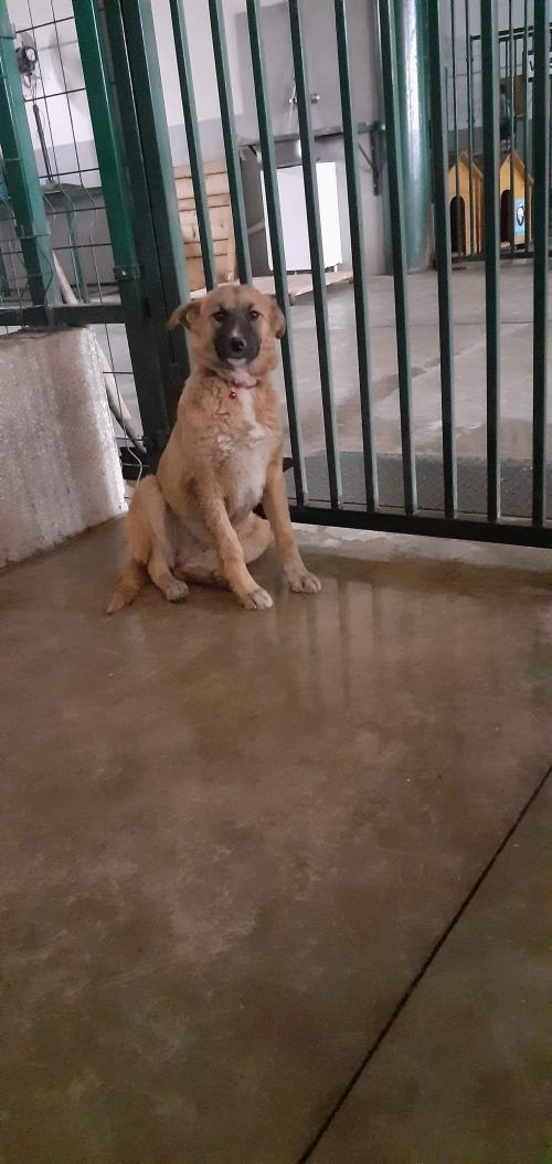 მეტისი უსახელო