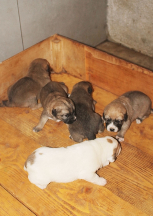 მეტისი უსახელო