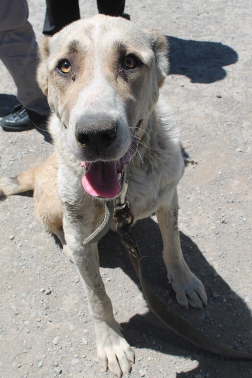 ქართული ნაგაზი გრეი