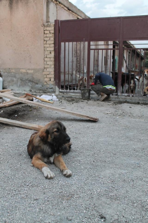 ქართული ქოფაკი უსახელო