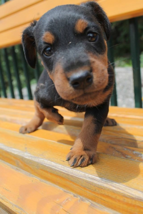 იაქტერიერი უსახელო