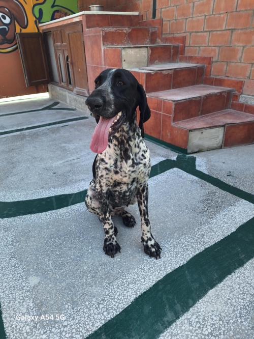 პოინტერი ვარკეთილის მეურნეობა