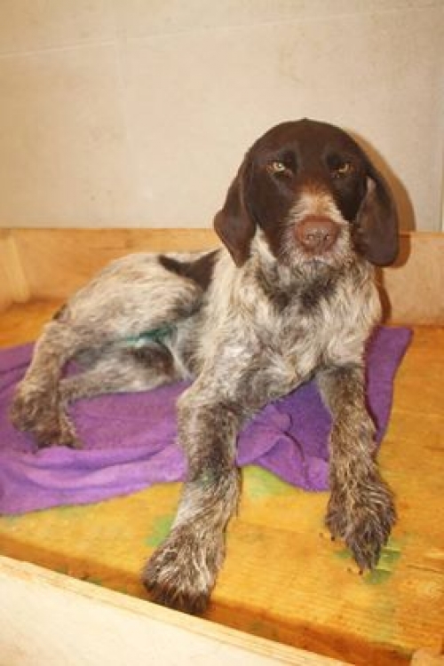 დრათხარი უსახელო