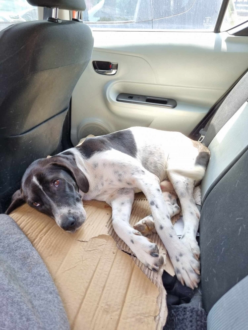 მეტისი ბაზალეთის ტბა