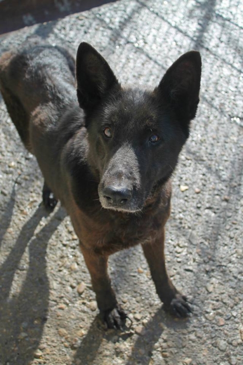 ბელგიური ნაგაზი ჯესი