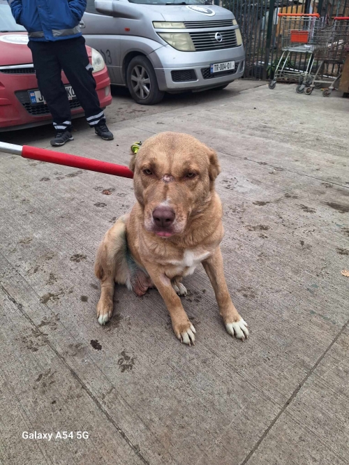 ქართული ნაგაზი გადმოყვანილია მუნიციპალური თავშესაფრიდან