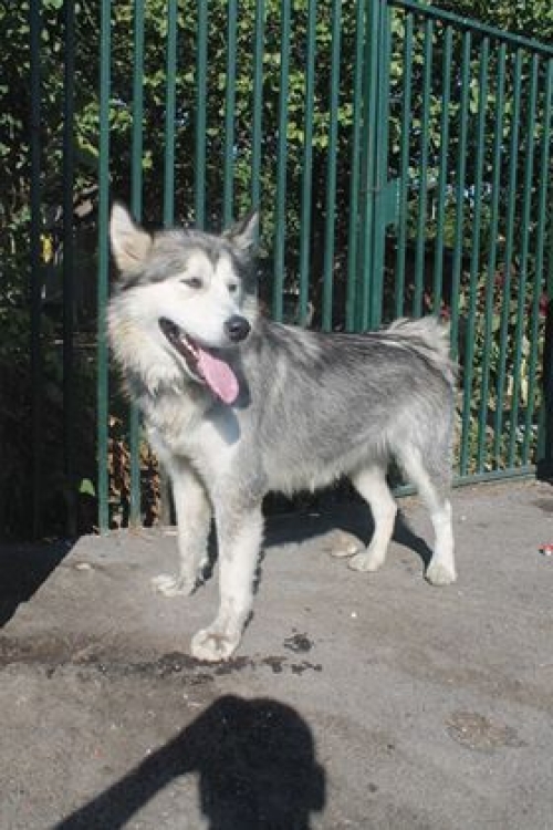 მალამუტი ჯესიკა