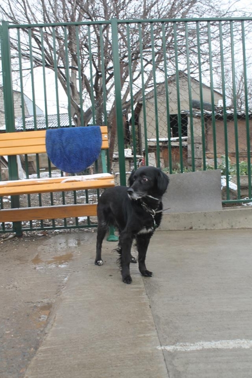 სპანიელის მეტისი ჯენი