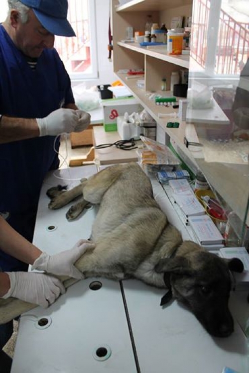 თურქული სივაკის კანგალი ლინდა