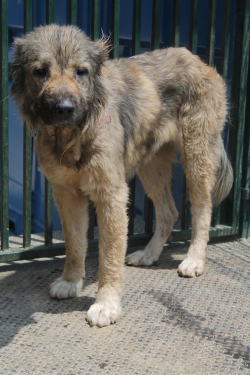 ქართული ნაგაზი ბობი