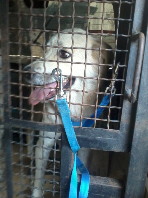 მეტისი უსახელო