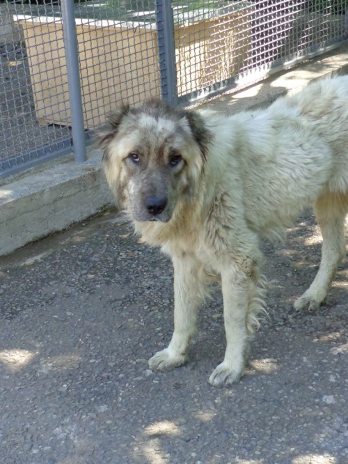 ქართული ნაგაზი ბომბორა