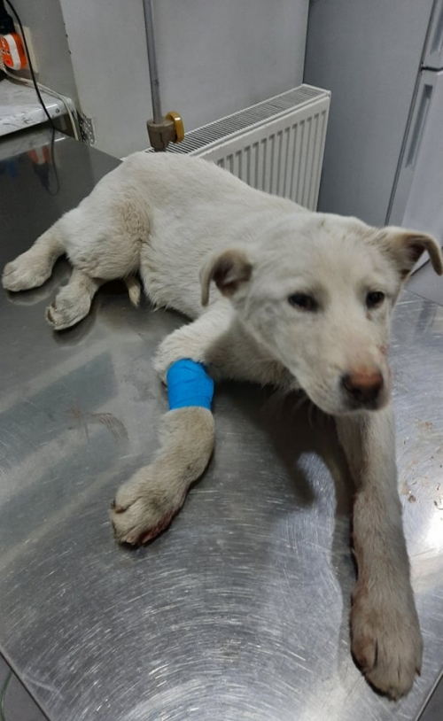 მეტისი ნახალოვკა წინამძღვრიშვილის ქუჩა